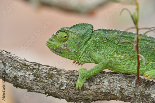 Common chameleon (Chamaeleo chamaeleon) in southern Spain. Andalusia, Malaga