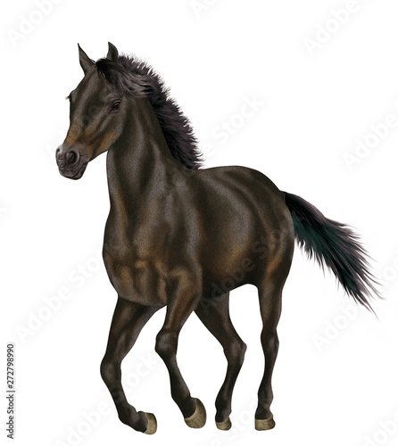 cheval  de face  isol    animal  noir    talon  noir  galop  mammif  re  brun  ferme  crin  galop  chevalin  debout  courir  sauvage  amoureux des chevaux  fond blanc  arabe  nature  portrait  jument  po