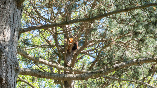 red dkoala on the tree