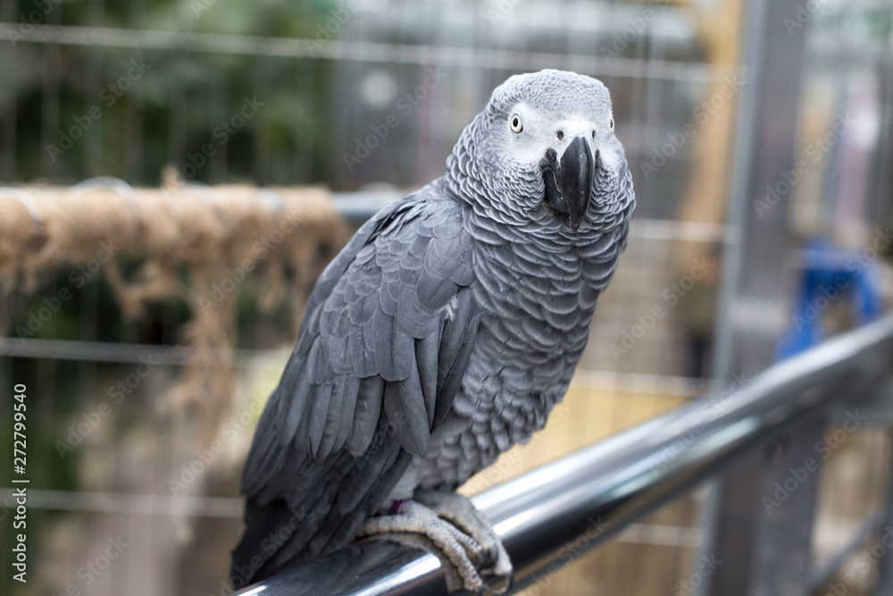 Fototapeta premium Gray parrot sitting on a wooden rope