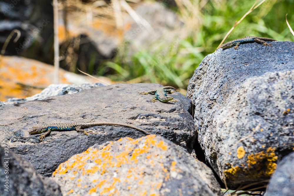 Three Lizards sunbathing on stones by Seven Lake in Armenia Three Lizards sunbathing on stones by Seven Lake in Armenia