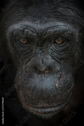 Closeup portrait of curious wondered female adult Chimpanzee at black background
