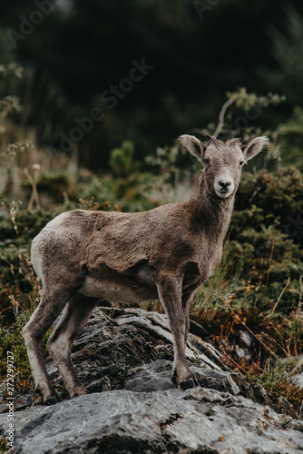 Mountain goats having a morning walk