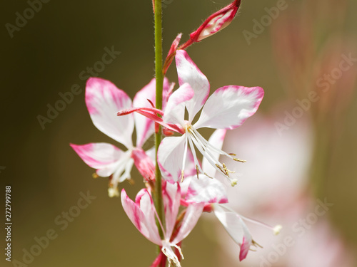 White and pink inflorescence of clustered branched stems of gaura or Lindheimer's beeblossom (Gaura lindheimeri) photo