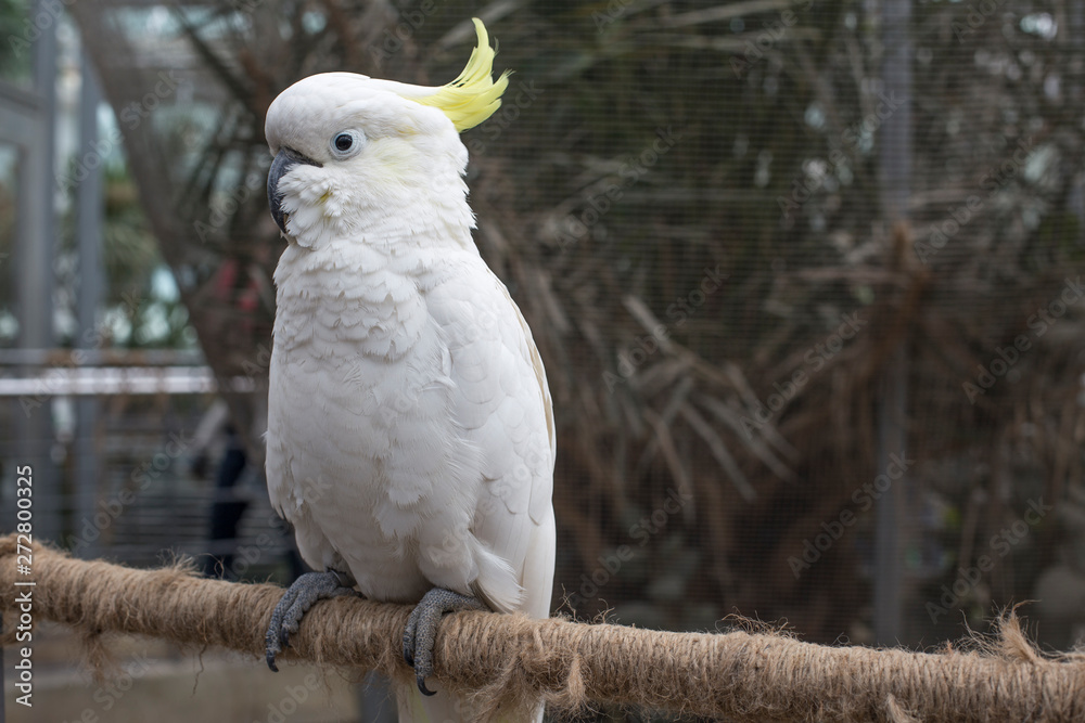 beautiful white parrot on wood