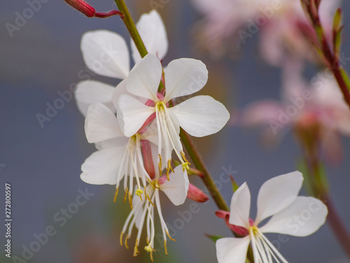 White inflorescence of clustered branched stems of gaura or Lindheimer's beeblossom (Gaura lindheimeri) photo