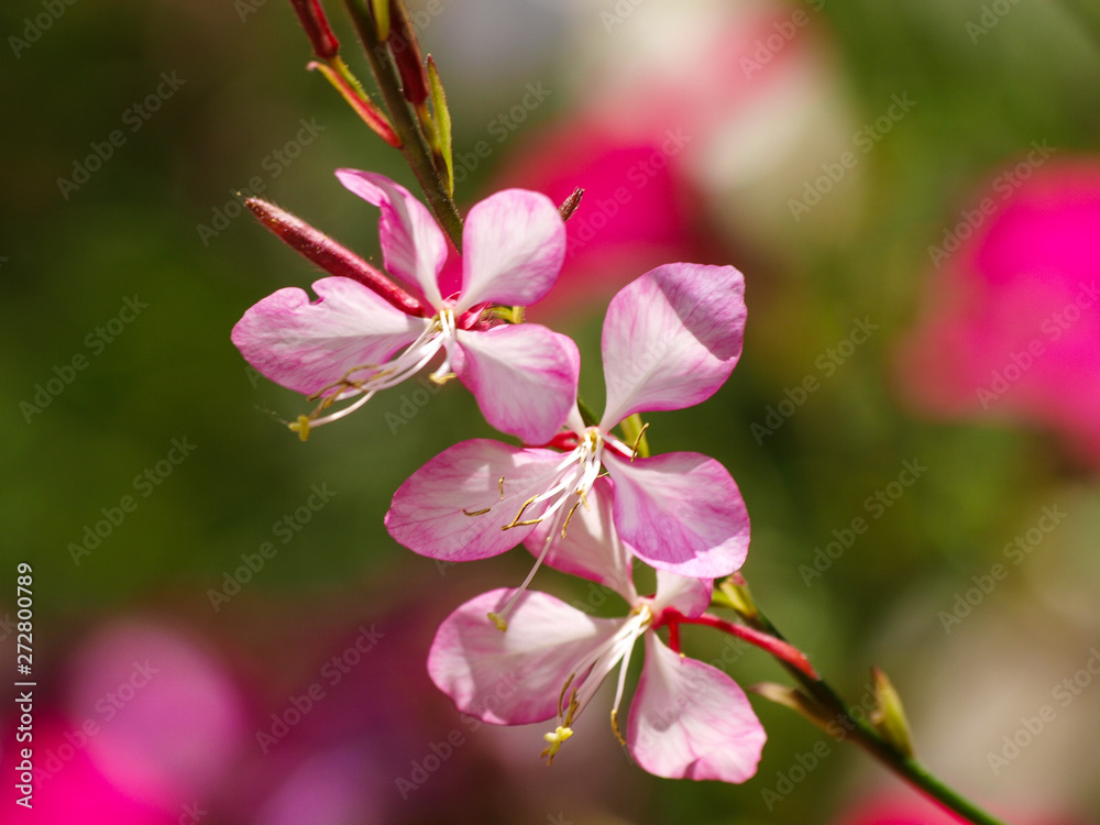 White and pink inflorescence of clustered branched stems of gaura or Lindheimer's beeblossom (Gaura lindheimeri) White and pink inflorescence of clustered branched stems of gaura or Lindheimer's beeblossom (Gaura lindheimeri)