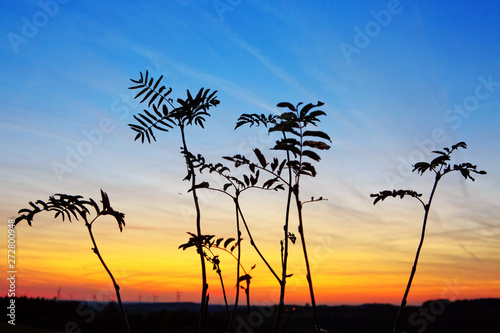 Fototapeta Naklejka Na Ścianę i Meble -  Macro shot of Grass In Sunset . Nature summer background.
