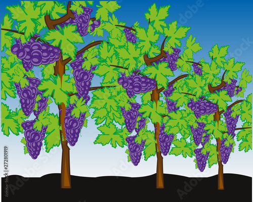 Vineyard bushes with harvest ripe berry grape