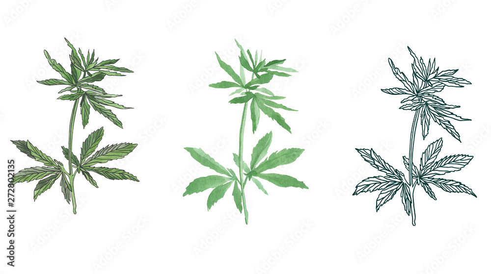 Watercolor branch of Green hemp with leaves