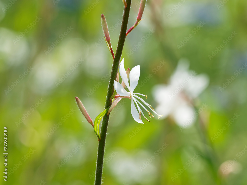 (Gaura ou oenothera lindheimeri) Fleur de Gaura de Lindheimer (Gaura ou oenothera lindheimeri) Fleur de Gaura de Lindheimer