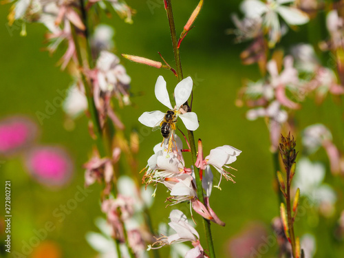 (Gaura ou oenothera lindheimeri) Fleur de Gaura de Lindheimer visitée par une abeille
