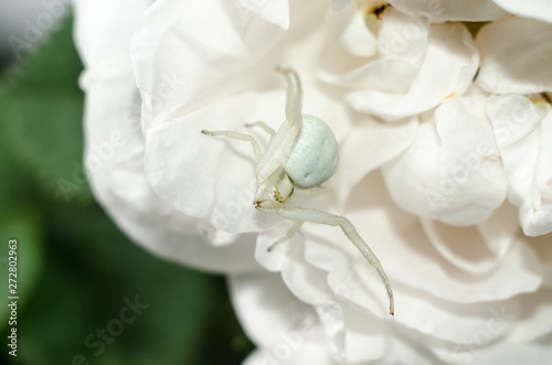 White Goldenrod crab spider mimicking color of rose petals. White spider on the flower.