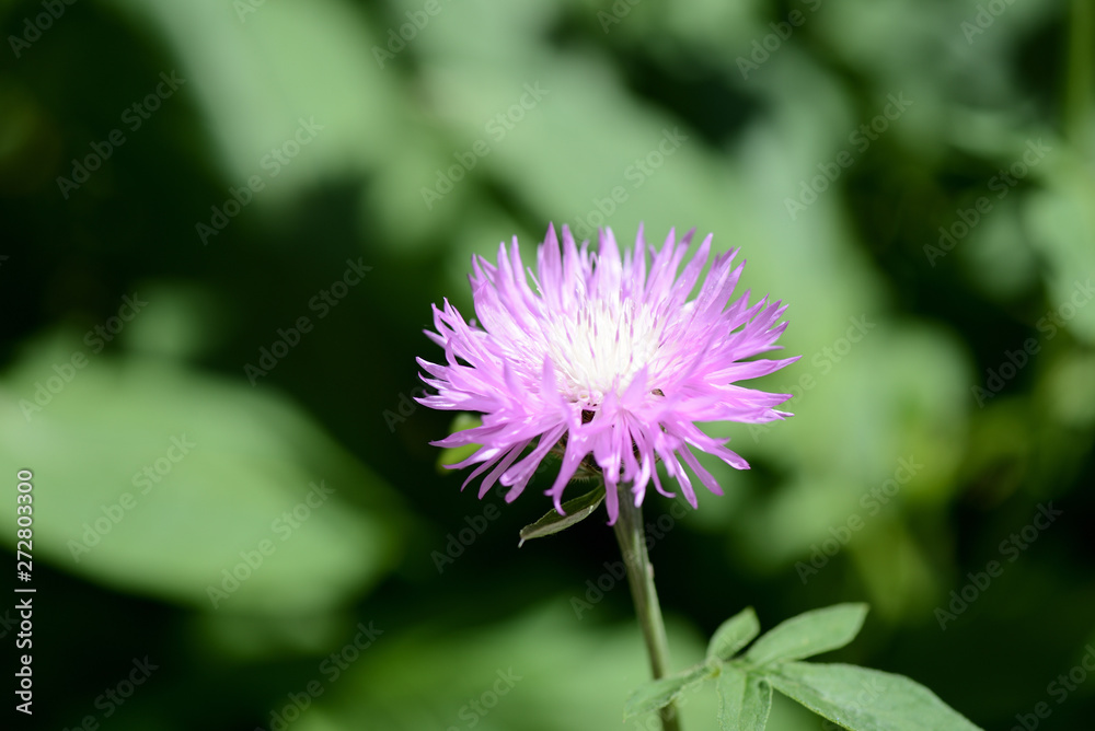 Lilac garden perennial cornflower (Centaurea) on a bright sunny day close up