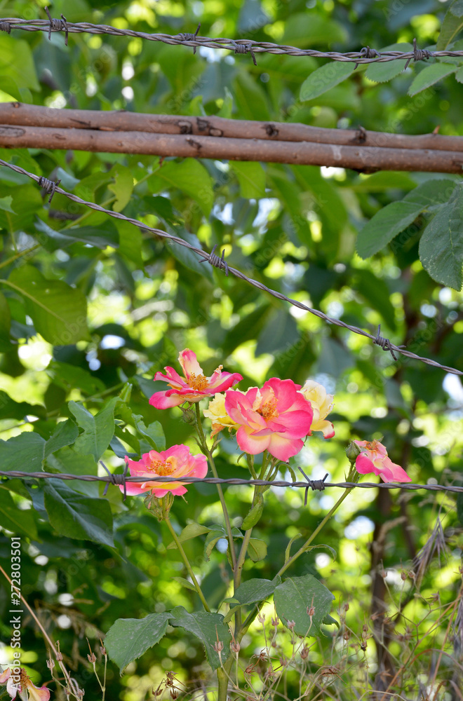 red flowers in the garden