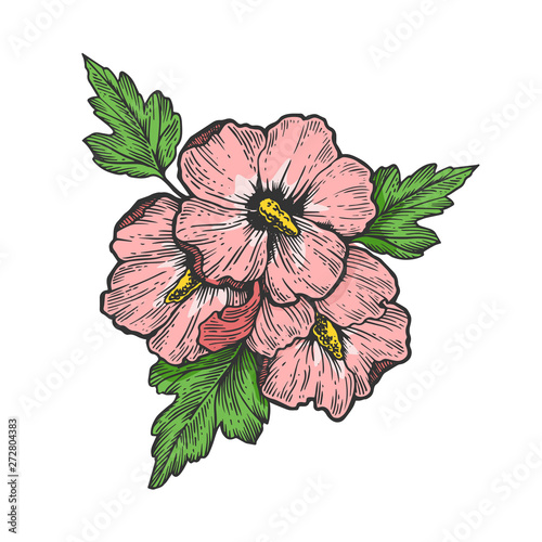 Hibiscus petunia viola flower plant color sketch engraving vector illustration. Scratch board style imitation. Black and white hand drawn image.