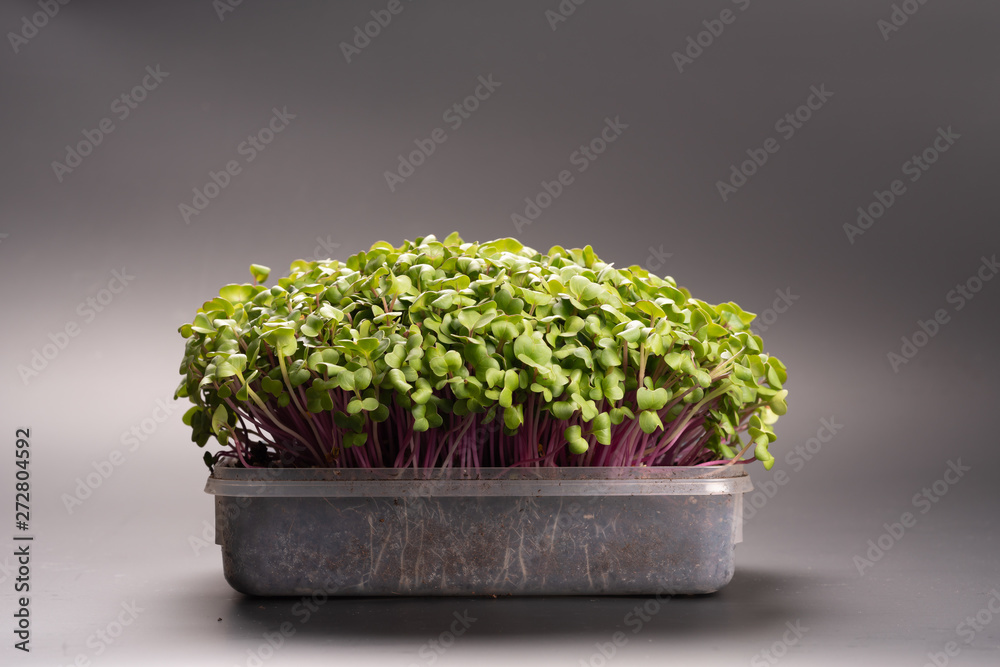 Fresh microgreens closeup. Growing sprouts for salad. Fresh microgreens closeup. Growing sprouts for salad.