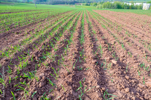 Agricultural field with plant shoots