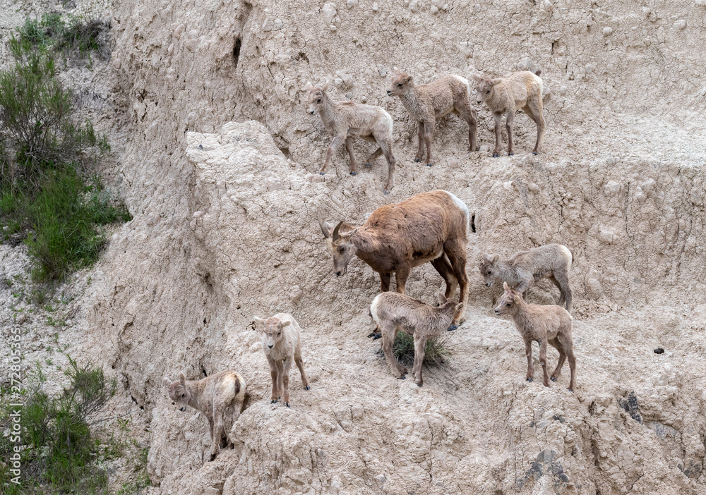 Bighorn sheep (Ovis canadensis) ewe with multiple lambs from several families, Badlands National Park, South Dakota, USA. Bighorn sheep (Ovis canadensis) ewe with multiple lambs from several families, Badlands National Park, South Dakota, USA.