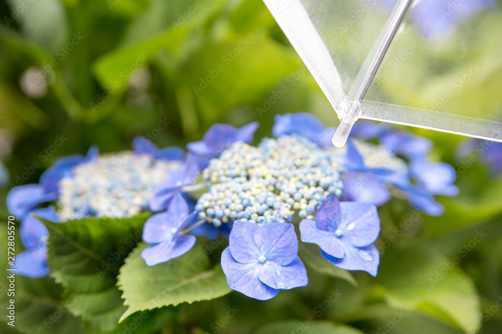 傘とアジサイ 梅雨 紫陽花 Stock Photo Adobe Stock