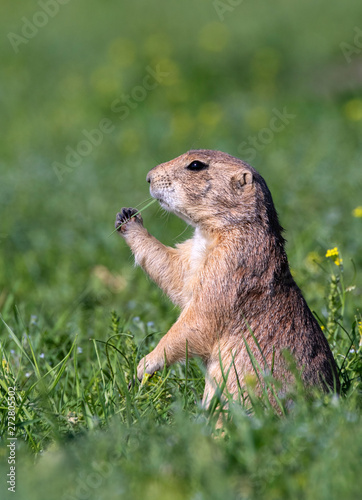 Black-tailed prairie dog (Cynomys ludovicianus) eating juicy spring grass, Badlands National Park, South Dakota, USA.