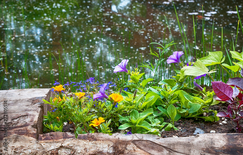 different plants flowers on a wooden flower bed on a lake background