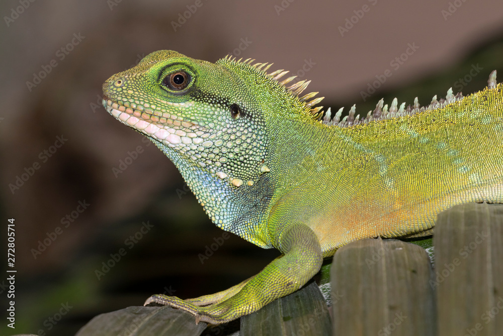 Fototapeta premium Chinese water dragon (Physignathus cocincinus) portrait, captive (Native to South-East Asia)