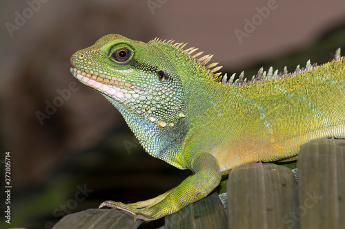 Chinese water dragon  Physignathus cocincinus  portrait  captive  Native to South-East Asia 