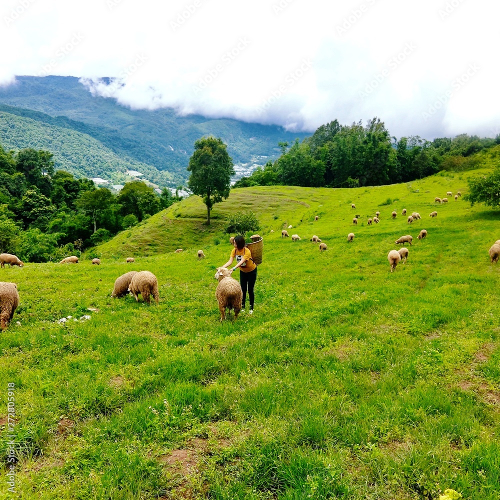 herd of cows grazing in field