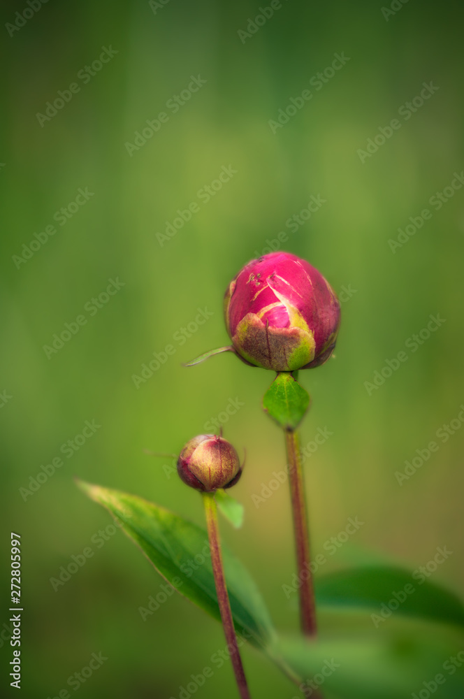 Wonderful white flower Paeonia in the garden Wonderful white flower Paeonia in the garden
