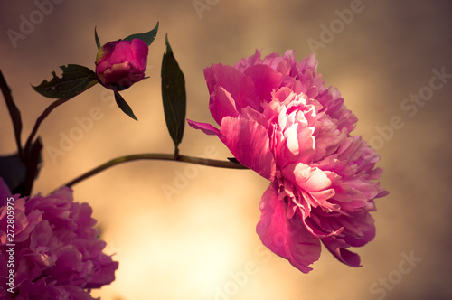 Wonderful white flower Paeonia in the garden