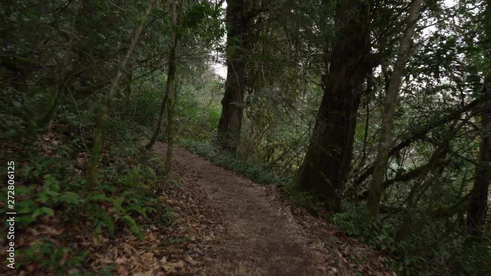 Perspective of walking on a path in the green Forest. Abkhazia Perspective of walking on a path in the green Forest. Abkhazia