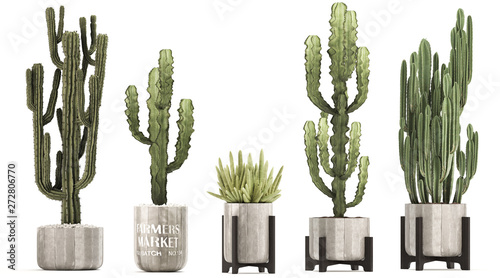 cactus in pot	 photo