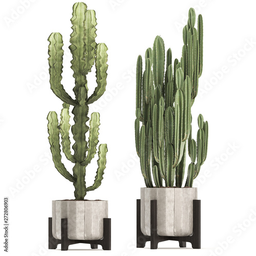cactus in pot	 photo