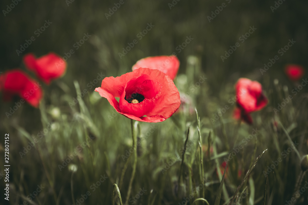 Obraz premium Joli coquelicot dans un champ