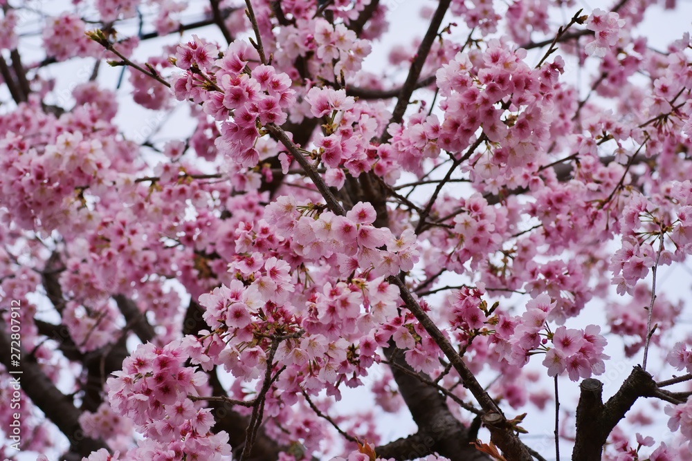 Kawazu cherry blossoms : full blooming Kawazu cherry blossoms : full blooming