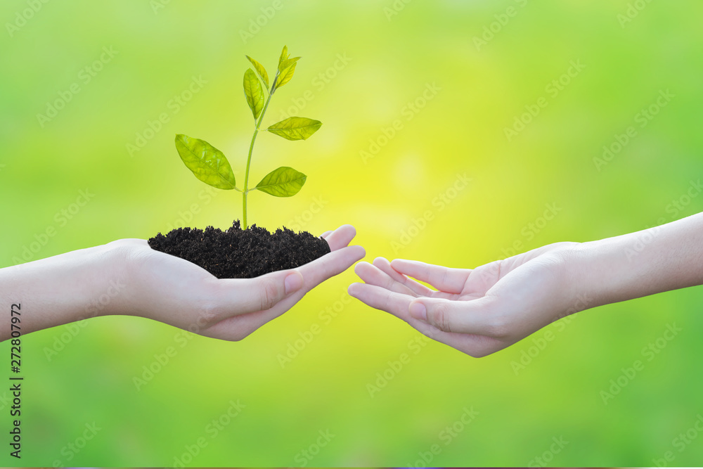 Small plant in hand with soft light background. Small plant in hand with soft light background.