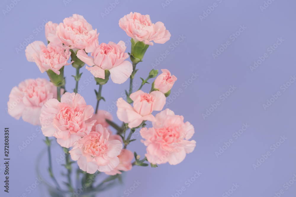 Beautiful carnation flowers into a glass on the flat lay background. Spring`s concept. Top view. Beautiful carnation flowers into a glass on the flat lay background. Spring`s concept. Top view.