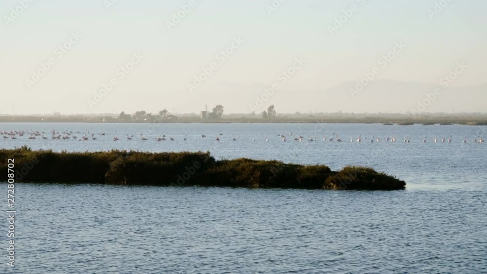 Colony of flamingos on the Mediterranean sea in Guardamar del Segura. Spain. 4K Colony of flamingos on the Mediterranean sea in Guardamar del Segura. Spain. 4K