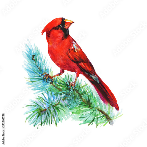 Watercolor red cardinal bird © Cincinart