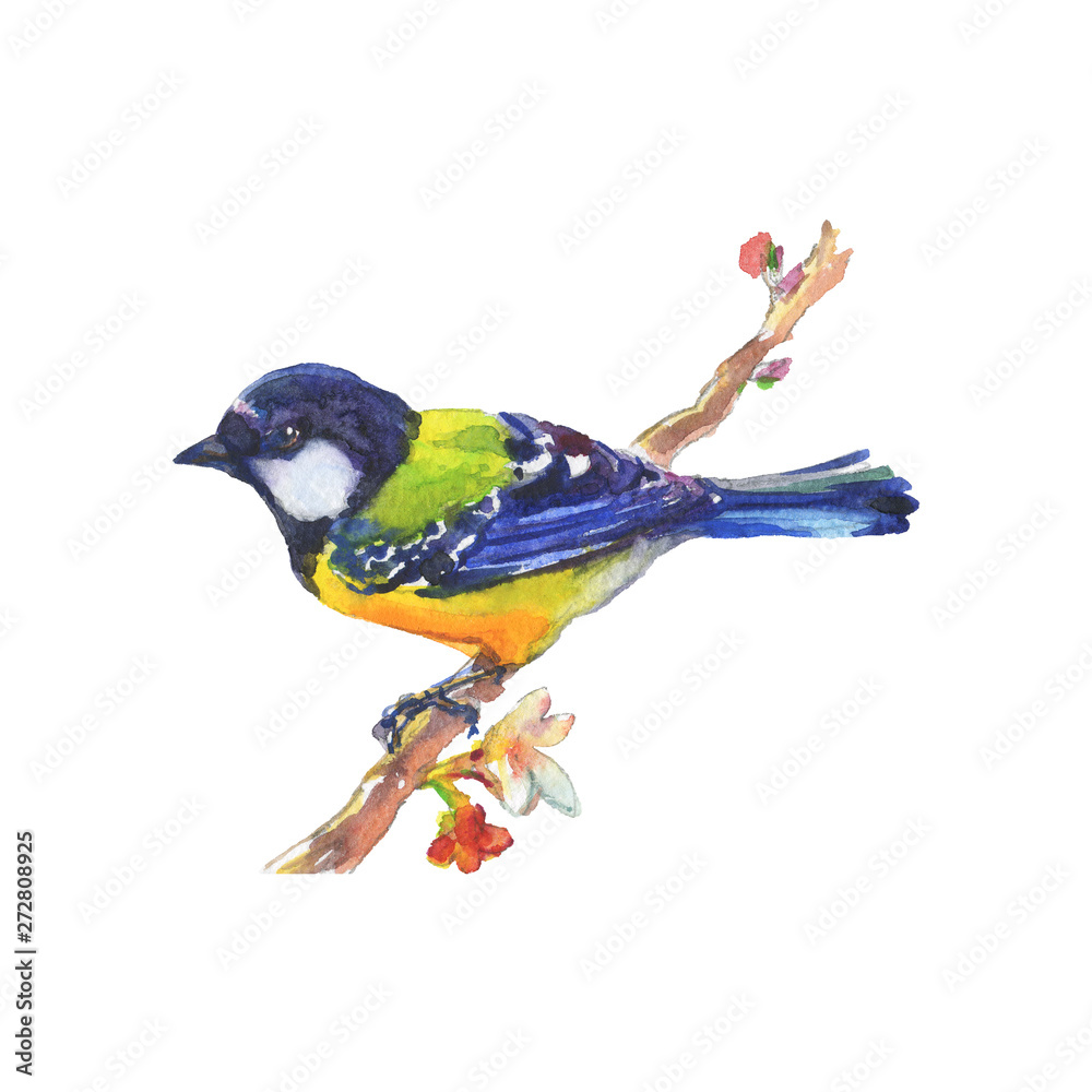 Watercolor realistic titmouse bird