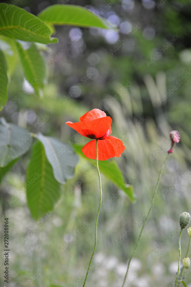 Fototapeta premium red poppy in a field