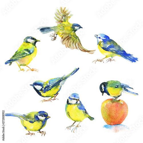 Watercolor titmouses birds