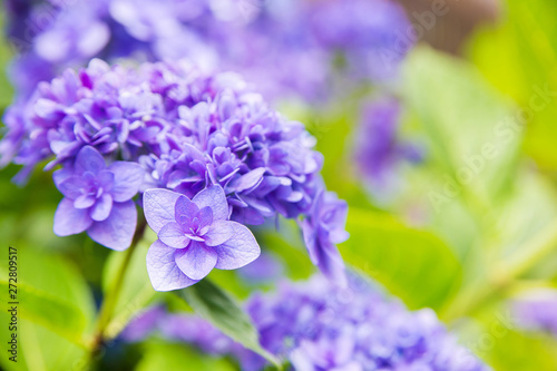 アジサイ、紫陽花、自然、日本