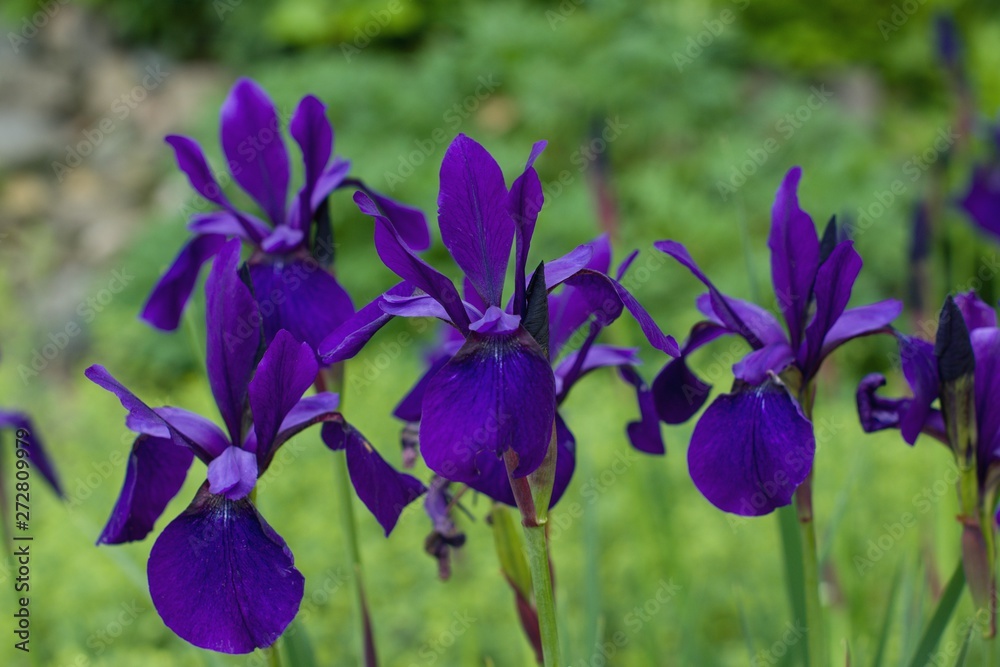 Close-up of dark viole-blue flowers Iris stand out in green garden.