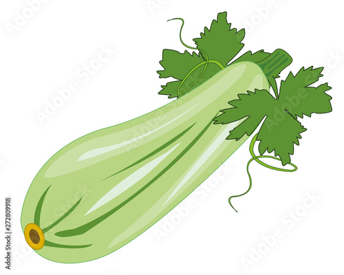 Vegetable marrow on white background is insulated