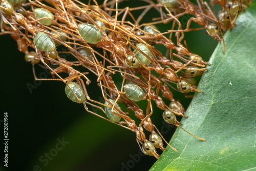 Photos Oecophylla smaragdina, green weaver ants, working together to sew leaves and mak