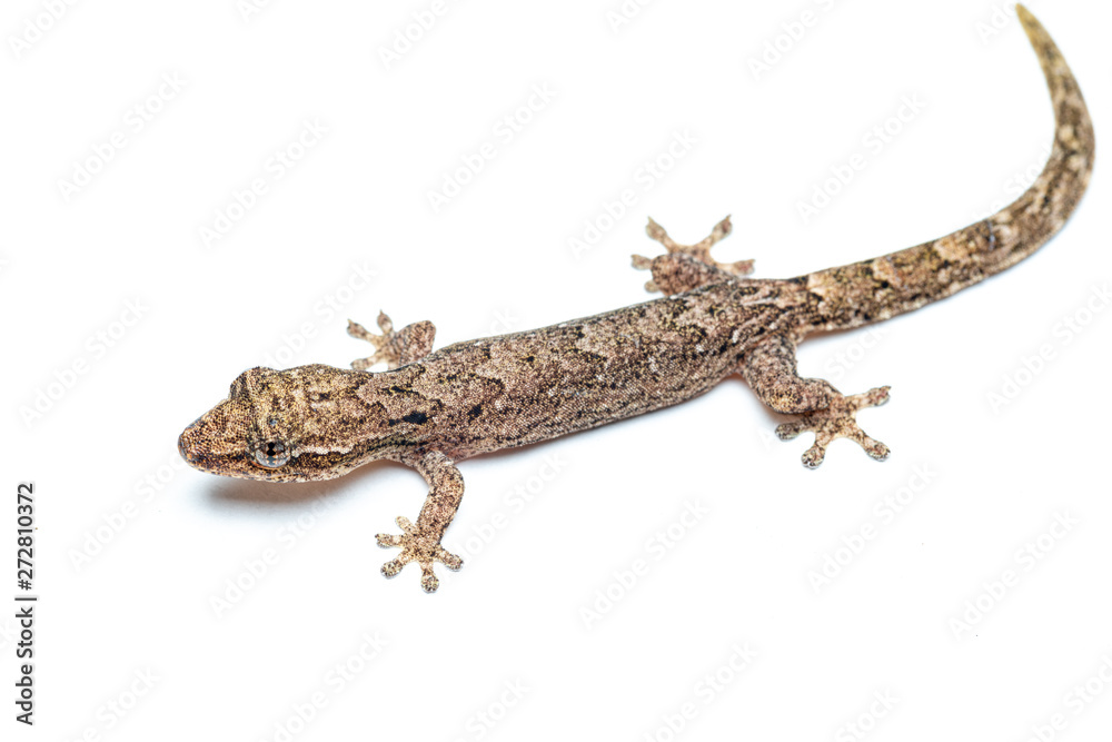 Naklejka premium Lepidodactylus lugubris, the mourning gecko, showing scales and camouflaged pattern
