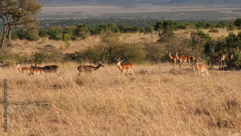 Static, slow motion shot of a group of Impalas, Aepyceros melampus, looking around and eating hay, at the savannas of Masai Park, on a sunny day, in Kenya, Africa Static, slow motion shot of a group of Impalas, Aepyceros melampus, looking around and eating hay, at the savannas of Masai Park, on a sunny day, in Kenya, Africa