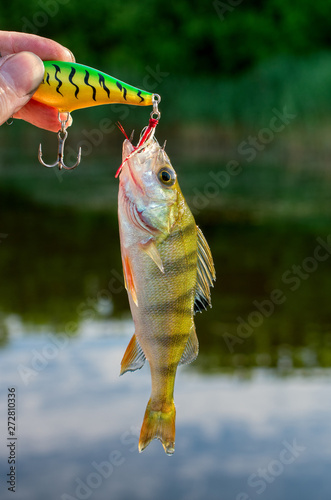 caught perch in the river at the bait, summer